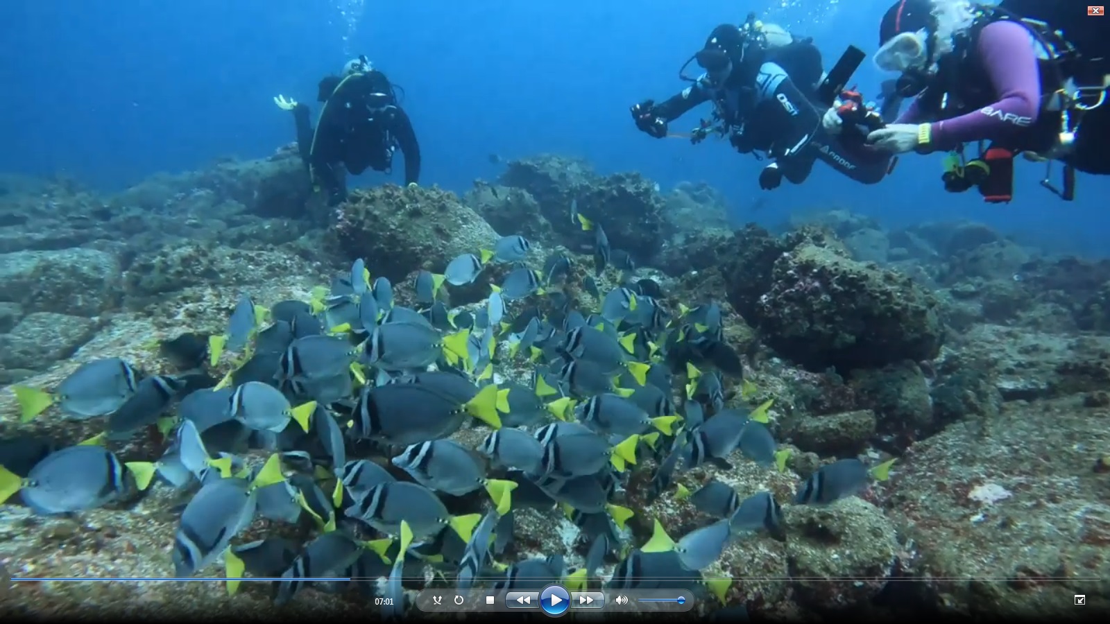 Manta rays in Galapagos